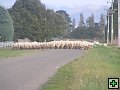 thn_NZ leden-unor 2006 121.jpg